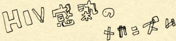 HIV�����̃��J�j�Y��